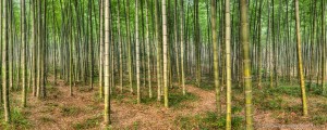 Lost in Bamboo