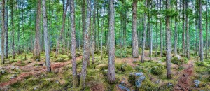 The Forest