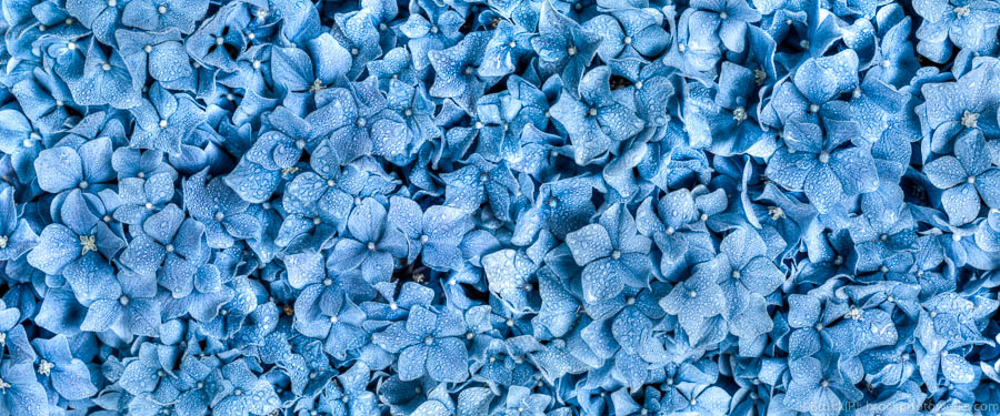 Hydrangea